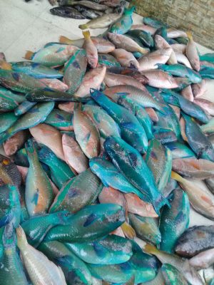 Aldimar pescado Congelado
