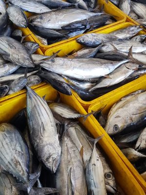 Aldimar pescado Congelado