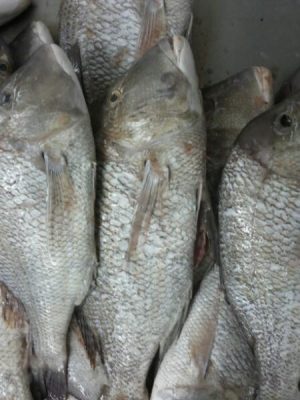 Aldimar pescado Congelado